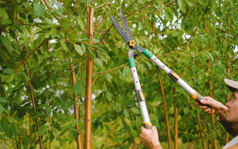 Tree trimming in Rosalia, WA