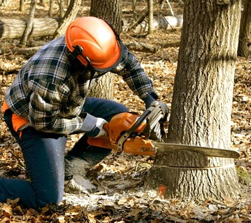 Tree Removal in Rosalia, WA